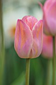 CLAUS DALBY GARDEN, DENMARK: TULIPA SALMON PRINCE, BULBS, FLOWERS, FLOWERING, SPRING