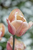 CLAUS DALBY GARDEN, DENMARK: TULIPA LA BELLE EPOQUE, BULBS, FLOWERS, FLOWERING, SPRING, APRICOT, BROWN, PEACH