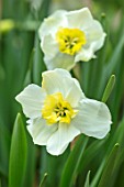 CLAUS DALBY GARDEN, DENMARK: PLANT PORTRAIT OF WHITE AND YELLOW FLOWERS OF NARCISSUS PAPILLON BLANC. BULBS, FLOWERS, FLOWERING, SPRING, DAFFODILS