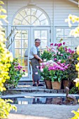 CLAUS DALBY GARDEN, DENMARK: CLAUS ARRANGING TERRACOTTA CONTAINERS OF TULIPS BESIDE THE CONSERVATORY, GREENHOUSE