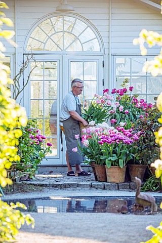 CLAUS_DALBY_GARDEN_DENMARK_CLAUS_ARRANGING_TERRACOTTA_CONTAINERS_OF_TULIPS_BESIDE_THE_CONSERVATORY_G