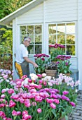 CLAUS DALBY GARDEN, DENMARK: CLAUS DALBY ARRANGING TERRACOTTA CONTAINERS OF TULIPS - TULIPA DREAM TOUCH - BESIDE THE CONSERVATORY, GREENHOUSE