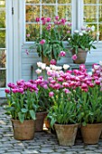 CLAUS DALBY GARDEN, DENMARK: DISPLAY OF PINK TULIPS BESIDE THE CONSERVATORY , GREENHOUSE - TULIPA SILVER PRROT, DREAM TOUCH, PINK CLOUD, DOUBLE SUGAR, SHIRLEY, AVEYRON
