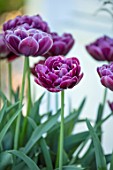 CLAUS DALBY GARDEN, DENMARK: PLANT PORTRAIT OF TULIP - TULIPA DREAM TOUCH, FLOWERS, FLOWERING, PINK, BULBS, SPRING
