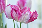 CLAUS DALBY GARDEN, DENMARK: PLANT PORTRAIT OF TULIP - TULIPA SILVER PARROT, FLOWERS, FLOWERING, PINK, WHITE, BULBS, SPRING