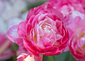 CLAUS DALBY GARDEN, DENMARK: PLANT PORTRAIT OF TULIP - TULIPA DOUBLE SUGAR, FLOWERS, FLOWERING, PINK, WHITE, BULBS, SPRING