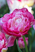 CLAUS DALBY GARDEN, DENMARK: PLANT PORTRAIT OF TULIP - TULIPA DOUBLE SUGAR, FLOWERS, FLOWERING, PINK, WHITE, BULBS, SPRING
