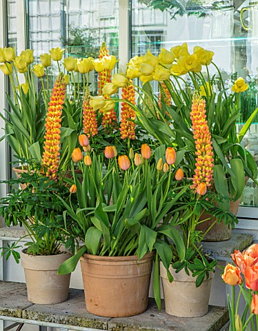 CLAUS_DALBY_GARDEN_DENMARK_DISPLAY_OF_TERRACOTTA_CONTAINERS_BY_GREENHOUSE_TULIPS__TULIPA_WORLD_FRIEN