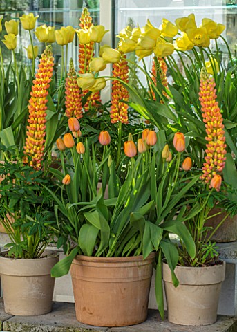 CLAUS_DALBY_GARDEN_DENMARK_DISPLAY_OF_TERRACOTTA_CONTAINERS_BY_GREENHOUSE_TULIPS__TULIPA_WORLD_FRIEN