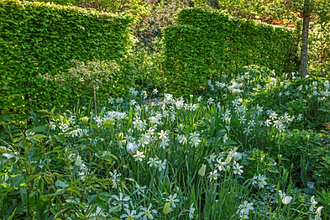 CLAUS_DALBY_GARDEN_DENMARK_SHADY_WOODLAND_PLANTING_OF_NARCISSUS_AND_TULIPA_SPRING_GREEN_HEDGES_HEDGI