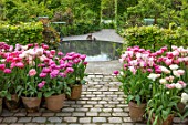 CLAUS DALBY GARDEN, DENMARK: PATIO, CIRCULAR POOL, HEDGES, HEDGING, PINK TULIPS, TERRACOTTA CONTAINERS - TULIP DREAM TOUCH, SANTANDER, DOUBLE SUGAR, FINOLA, GRACE KELLY