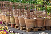 CLAUS DALBY GARDEN, DENMARK: TERRACOTTA CONTAINERS PLANTED WITH DAHLIAS IN NURSERY AREA