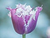 CLAUS DALBY GARDEN, DENMARK: CLOSE UP PLANT PORTRAIT OF TULIP- TULIPA CUMMINS. PURPLE, FLOWERING, TULIPS, FLOWERS, BULBS, SPRING, FRINGED