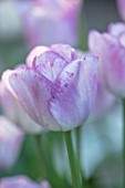 CLAUS DALBY GARDEN, DENMARK: CLOSE UP PLANT PORTRAIT OF TULIP- TULIPA SHIRLEY. PURPLE, PINK, WHITE  FLOWERING, TULIPS, FLOWERS, BULBS, SPRING