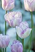 CLAUS DALBY GARDEN, DENMARK: CLOSE UP PLANT PORTRAIT OF TULIP- TULIPA SHIRLEY. PURPLE, PINK, WHITE  FLOWERING, TULIPS, FLOWERS, BULBS, SPRING