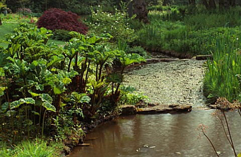 GUNNERA_TINCTORIA_AND_ACER_GROWING_BESIDE_STREAM_LITTLE_COOPERS__HAMPSHIRE