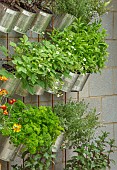 CHELSEA FLOWER SHOW 2018: THE LEMON TREE TRUST - DESIGNER TOM MASSEY. CONCRETE BREEZE BLOCK WALL WITH TIN CANS PLANTED WITH STRAWBERRIES AND HERBS, PARSLEY, RECYCLED, RECYCLING
