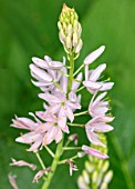 PLANT PORTRAIT OF PINK FLOWERS OF CAMASSIA LEICHTLINII PALE PINK, SPRING, BULBS, PETALS, FLOWERING