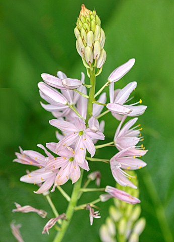 PLANT_PORTRAIT_OF_PINK_FLOWERS_OF_CAMASSIA_LEICHTLINII_PALE_PINK_SPRING_BULBS_PETALS_FLOWERING