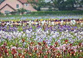 HOWARDS NURSERIES, NORFOLK: IRIS BEDS, FIELDS  WITH HOUSE IN BACKGROUND. CORMS, LINES, ROWS, RURAL SCENE, NURSERY, CROPS, COUNTRYSIDE, LANDSCAPE