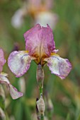 CEDRIC MORRIS IRISES: PLANT PORTRAIT OF IRIS BENTON DAPHNE. WHITE, PINK, FLOWERS, FLOWERING, BULBS, CORMS