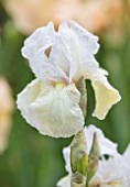 CEDRIC MORRIS IRISES: PLANT PORTRAIT OF IRIS BENTON OPAL. WHITE, FLOWERS, FLOWERING, BULBS, CORMS