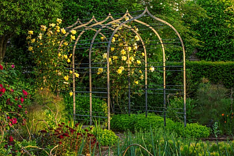 MORTON_HALL_WORCESTERSHIRE_KITCHEN_GARDEN_POTAGER_ARCH_WITH_ROSE_ROSA_GOLDEN_SHOWERS_YELLOW_FLOWERS_