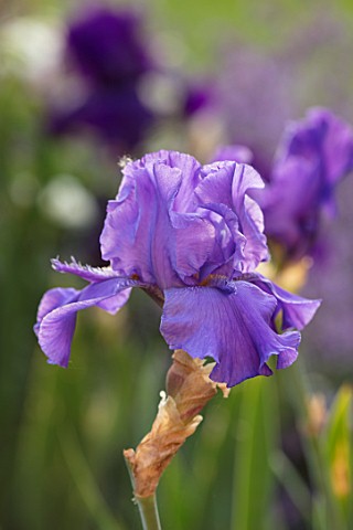 MORTON_HALL_WORCESTERSHIRE_PLANT_PORTRAIT_OF_BLUE_PURPLE_FLOWERS_OF_BEARDED_IRIS_ABOVE_THE_CLOUDS__F