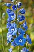 MORTON HALL, WORCESTERSHIRE: CLOSE UP PLANT PORTRAIT OF BLUE FLOWER OF DELPHINIUM CUPID. PERENNIALS, FLOWERING, SUMMER