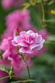 MORTON HALL, WORCESTERSHIRE: PLANT PORTRAIT OF PINK FLOWERS, OF ROSE - ROSA OLD BLUSH CHINA. FLOWERING, ROSES, SHRUBS