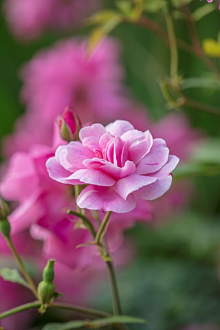 MORTON_HALL_WORCESTERSHIRE_PLANT_PORTRAIT_OF_PINK_FLOWERS_OF_ROSE__ROSA_OLD_BLUSH_CHINA_FLOWERING_RO