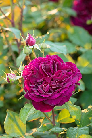 MORTON_HALL_WORCESTERSHIRE_CLOSE_UP_PLANT_PORTRAIT_OF_DARK_PINK_RED__FLOWER_OF_ROSE__ROSA_MUNSTEAD_W