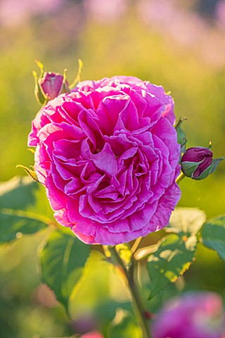 MORTON_HALL_WORCESTERSHIRE_CLOSE_UP_PLANT_PORTRAIT_OF_PINK_FLOWER_OF_ROSE__ROSA_MME_ISAAC_PEREIRE_SH