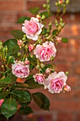MORTON HALL, WORCESTERSHIRE: CLOSE UP PLANT PORTRAIT OF PINK FLOWER OF ROSE - ROSA FELICIA. SHRUB, GALLICA, SCENTED, FRAGRANT
