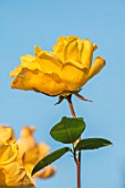 MORTON HALL, WORCESTERSHIRE: PLANT PORTRAIT OF ROSE- ROSA GOLDEN SHOWERS. YELLOW, FLOWERS, FLOWERING, CLIMBERS
