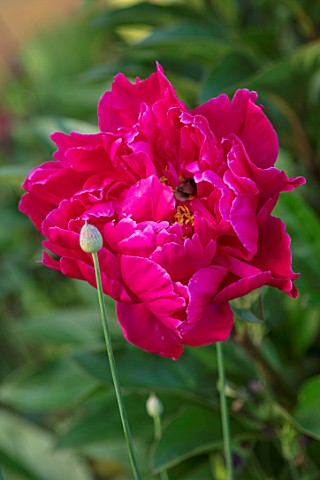 MORTON_HALL_WORCESTERSHIRE_CLOSE_UP_PLANT_PORTRAIT_OF_RED_FLOWER_OF_PEONY__PAEONIA_MONSIEUR_MARTIN_C