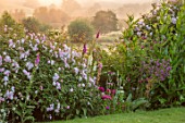 ASTHALL MANOR, OXFORDSHIRE: LAWN WITH ROSES, FOXGLOVES, HEDGE, HEDGES, HEDGING, MEADOW BEYOND. ENGLISH, COUNTRY, GARDENS