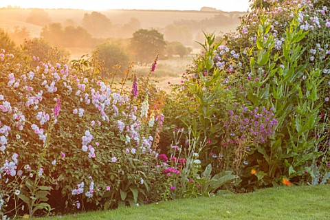 ASTHALL_MANOR_OXFORDSHIRE_LAWN_WITH_ROSES_FOXGLOVES_HEDGE_HEDGES_HEDGING_MEADOW_BEYOND_ENGLISH_COUNT