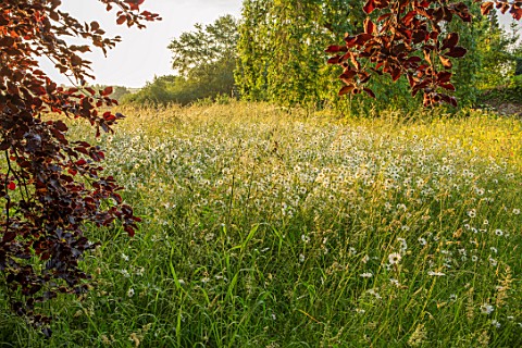 ASTHALL_MANOR_OXFORDSHIRE_OX_EYE_MEADOW_SUNRISE_ENGLISH_COUNTRY_GARDEN_SUMMER