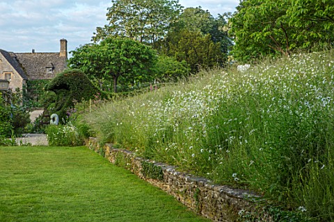 ASTHALL_MANOR_OXFORDSHIRE_LAWN_OX_EYE_DAISIES_MEADOW_SLOPE_SLOPING_SLOPES_MANOR_HOUSE_SUMMER_ENGLISH