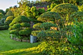 HARVARD FARM, DORSET: LAWN, CLIPPED TOPIARY PHILLYREA AND OSMANTHUS. GREEN, GARDENS, CLOUD, HEDGING, HEDGES