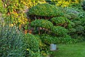 HARVARD FARM, DORSET: LAWN, CLIPPED TOPIARY PHILLYREA AND OSMANTHUS. GREEN, GARDENS, CLOUD, HEDGING, HEDGES