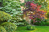 HARVARD FARM, DORSET: LAWN, CLIPPED TOPIARY PHILLYREA, CORNUS KOUSA AND CERCIS CANADENSIS FOREST PANSY. GREEN, GARDENS, CLOUD, HEDGING, HEDGES