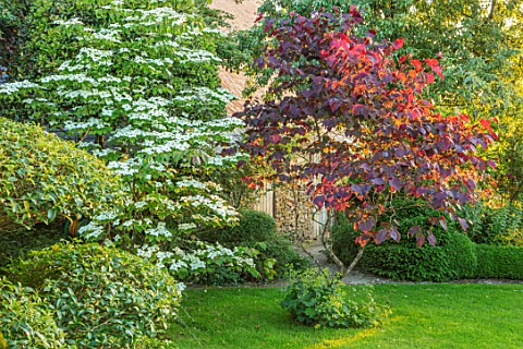 HARVARD_FARM_DORSET_LAWN_CLIPPED_TOPIARY_PHILLYREA_CORNUS_KOUSA_AND_CERCIS_CANADENSIS_FOREST_PANSY_G