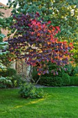 HARVARD FARM, DORSET: LAWN AND RED LEAVES OF CERCIS CANADENSIS FOREST PANSY. TREES, GREEN, RED