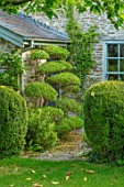 HARVARD FARM, DORSET: LAWN, BORDERS WITH CLIPPED PHILLYREA, TOPIARY SHAPES.GREEN, BORDERS, FOLIAGE,  ENGLISH, SUMMER, GARDENS, CLOUD, HEDGES, HEDGING