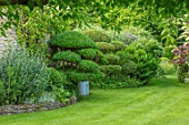HARVARD FARM, DORSET: LAWN, BORDERS WITH CLIPPED PHILLYREA, BOX, BUXUS, TOPIARY SHAPES.GREEN, BORDERS, FOLIAGE,  ENGLISH, SUMMER, GARDENS, CLOUD, HEDGES, HEDGING