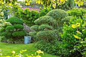 HARVARD FARM, DORSET: LAWN, BORDERS WITH CLIPPED PHILLYREA, BOX, BUXUS, TOPIARY SHAPES.GREEN, BORDERS, FOLIAGE,  ENGLISH, SUMMER, GARDENS, CLOUD, HEDGES, HEDGING