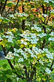 HARVARD FARM, DORSET: CLOSE UP PLANT PORTRAIT OF WHITE FLOWERS OF CORNUS KOUSA. SHRUB, SUMMER, DOGWOOD, FLOWERING