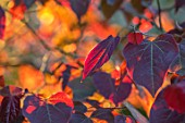 HARVARD FARM, DORSET: CLOSE UP PLANT PORTRAIT OF THE RED LEAVES OF CERCIS CANADENSIS FOREST PANSY. SHRUB, LEAF, FOLIAGE, REDBUD, AGM